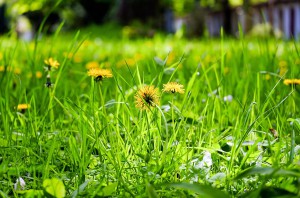 flower-meadow-1344494_1280